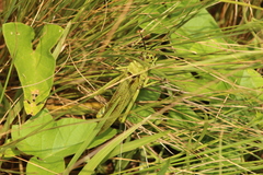 Phymateus viridipes