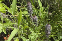 Orobanche coerulescens
