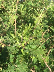 Dichrostachys akataensis