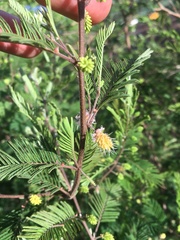 Dichrostachys akataensis