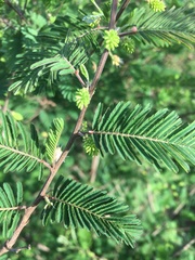Dichrostachys akataensis
