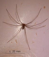 Loxosceles simillima