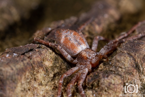 Philodromus laticeps