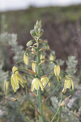 Albuca grandis