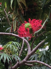 Magnoliopsida