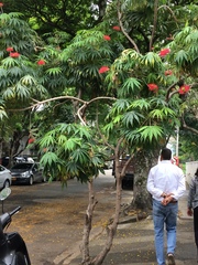Magnoliopsida