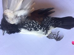 Spermestes bicolor nigriceps