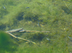 Cyprinodon nevadensis shoshone
