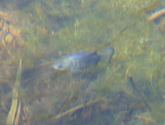 Cyprinodon nevadensis shoshone
