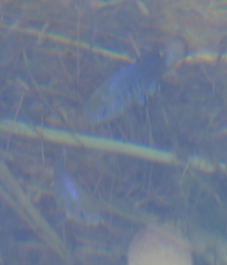Cyprinodon nevadensis shoshone