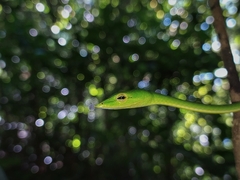 Ahaetulla farnsworthi