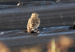 Alauda arvensis japonica