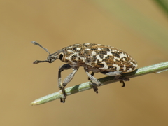 Leucomigus tesselatus