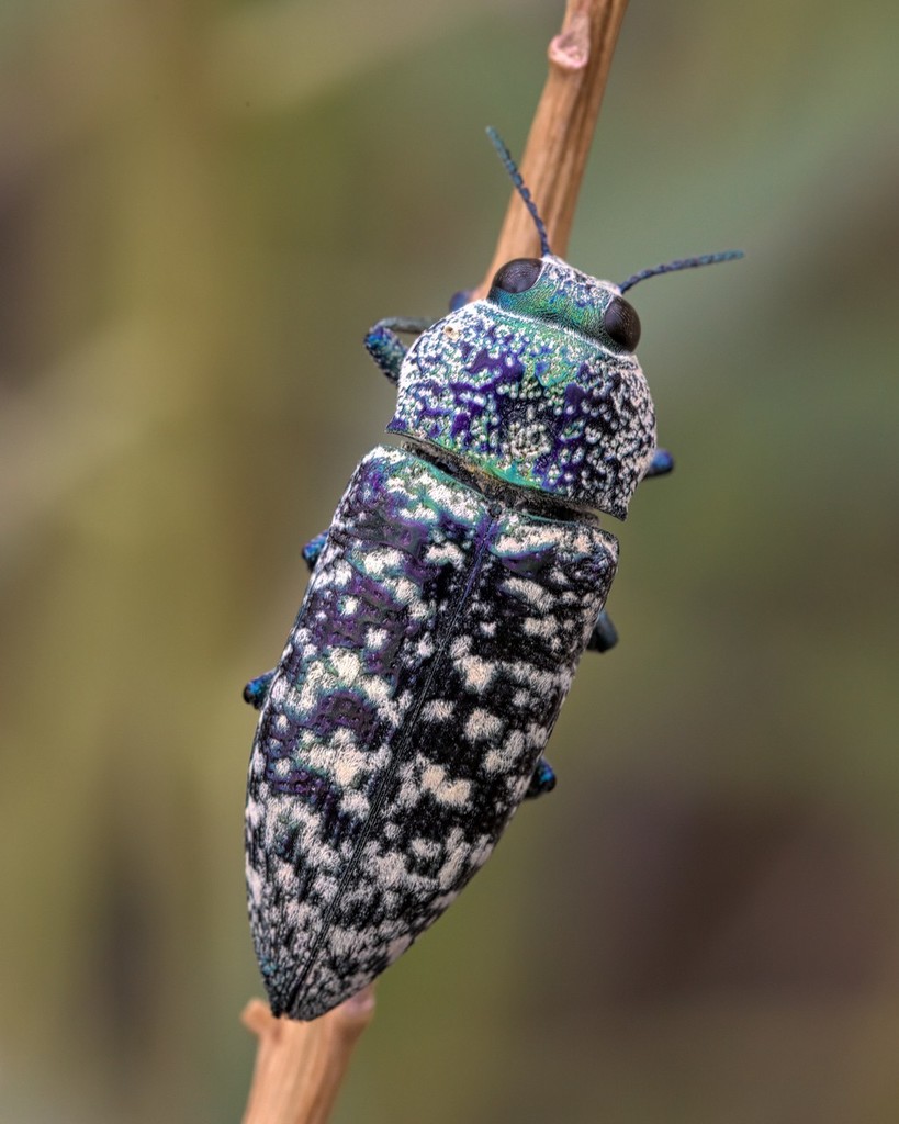 Lampetis drummondi