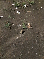 Duttaphrynus melanostictus