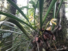 Maxillaria picta