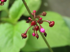 Talinum paniculatum