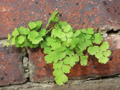 Adiantum capillus-veneris