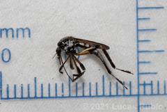 Psorophora holmbergi