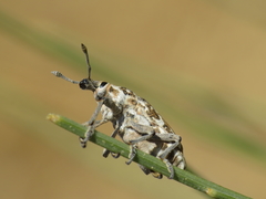 Leucomigus tesselatus