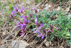 Astragalus ceratoides