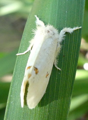 Euproctis haemodetes