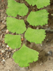 Adiantum capillus-veneris