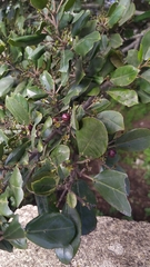 Rhamnus glandulosa