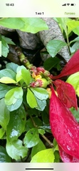 Condamineeae