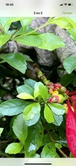 Condamineeae