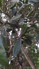 Rhamnus glandulosa
