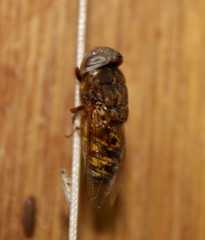 Oestridae