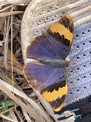 Euphaedra neophron littoralis