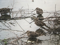 Gallinago delicata