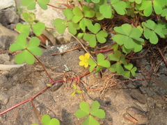 Oxalis corniculata