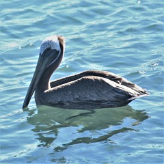 Pelecanus occidentalis