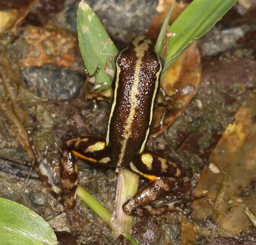 Colostethinae image