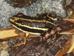 Epipedobates anthonyi