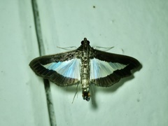 Diaphania plumbidorsalis
