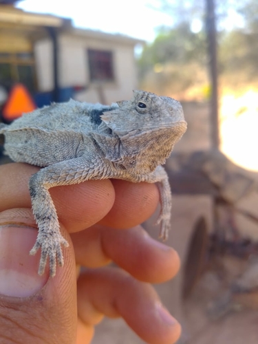Short-tail Horned Lizard, Phrynosoma braconnieri
