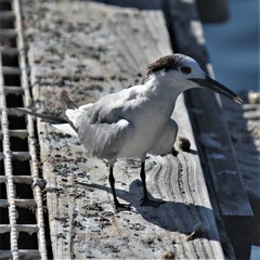 Thalasseus sandvicensis