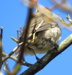 Sylvia atricapilla