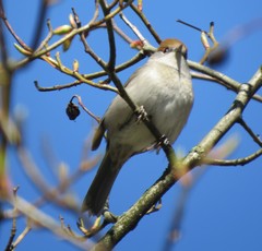 Sylvia atricapilla