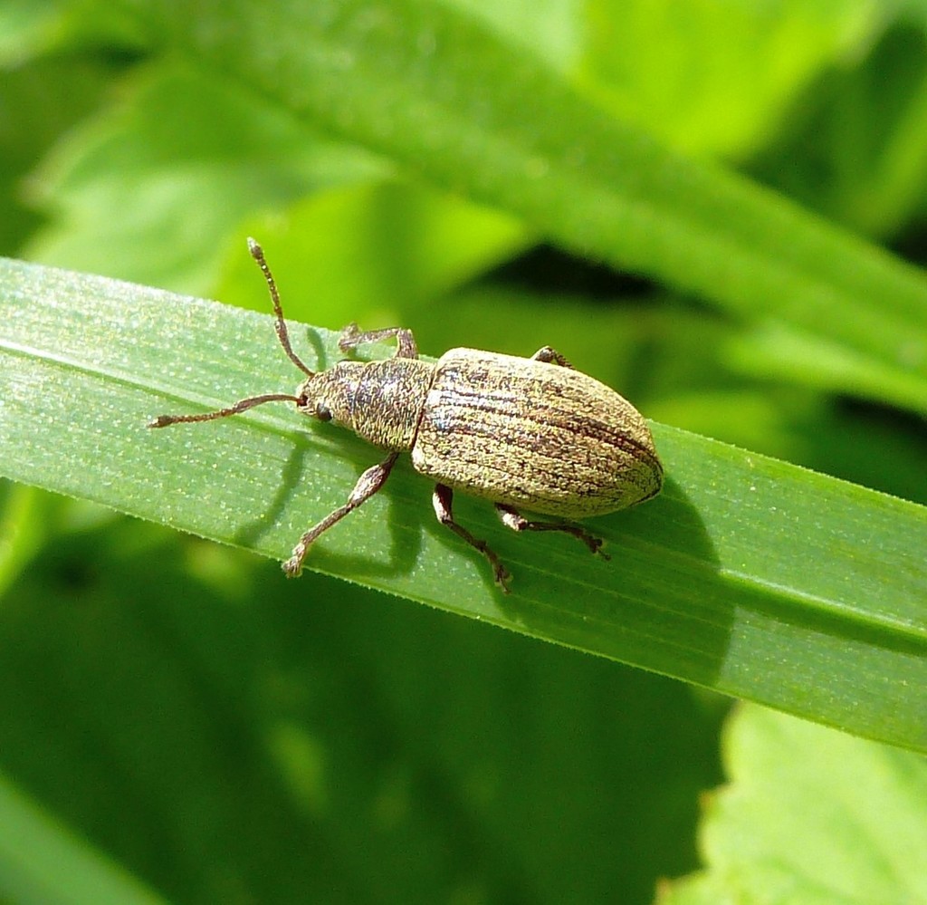 Phyllobius from Wellsee Rönne, Kiel, Deutschland on May 16, 2016 at
