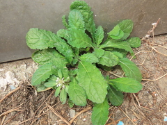 Ajuga