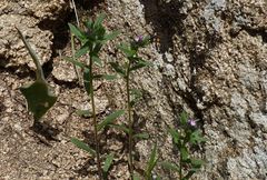 Buglossoides tenuiflora