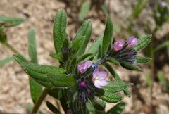 Buglossoides tenuiflora