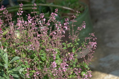 Stachys drummondii