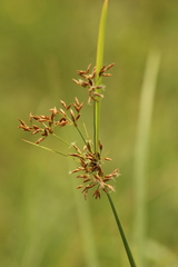 Fimbristylis complanata