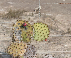 Opuntia gomei